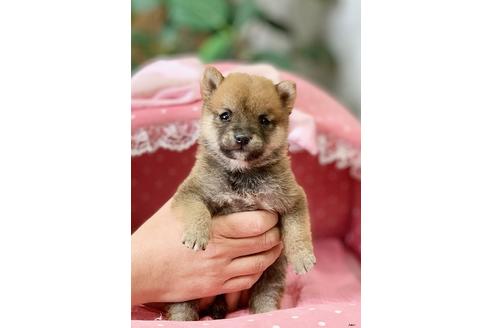 成約済の大阪府の柴犬-122982