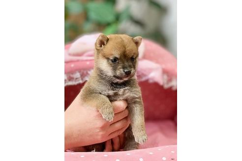 成約済の大阪府の柴犬-122982の5枚目