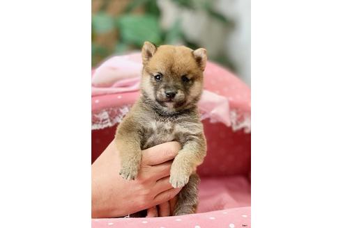 成約済の大阪府の柴犬-122982の4枚目