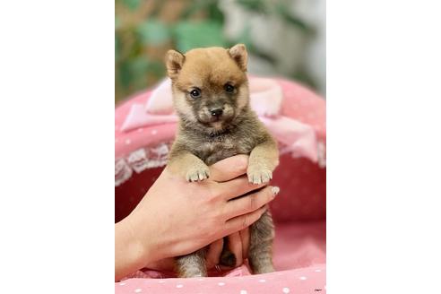 成約済の大阪府の柴犬-122982の3枚目