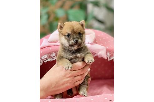 成約済の大阪府の柴犬-122982の2枚目