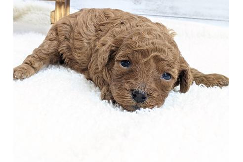 成約済の静岡県のタイニープードル-122984の1枚目