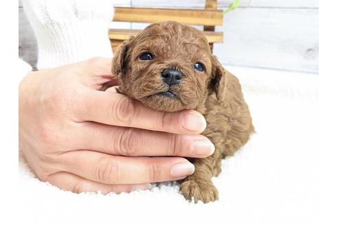成約済の静岡県のタイニープードル-122988の7枚目