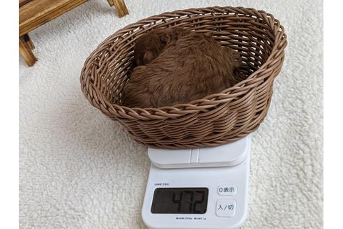 成約済の静岡県のタイニープードル-122988の6枚目