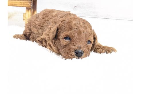 成約済の静岡県のタイニープードル-122988の5枚目