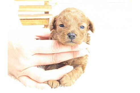 成約済の静岡県のタイニープードル-122990の1枚目