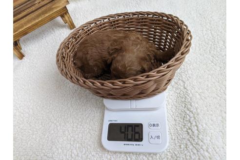成約済の静岡県のタイニープードル-122990の3枚目