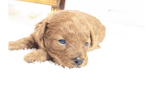 成約済の静岡県のタイニープードル-122990の2枚目