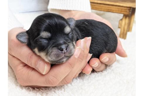 成約済の静岡県のチワワ(ロングコート)-122995の4枚目
