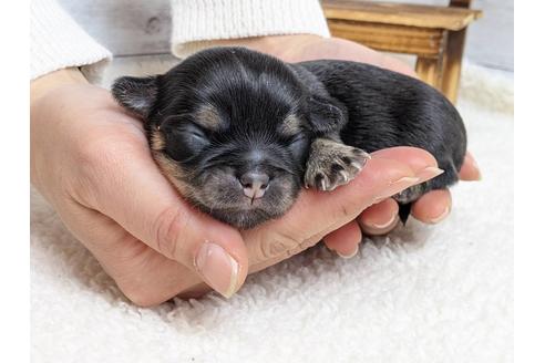 成約済の静岡県のチワワ(ロングコート)-122996の4枚目