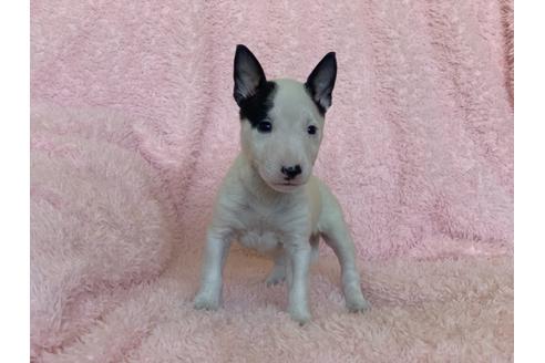 成約済の三重県のミニチュアブルテリア-123027の3枚目