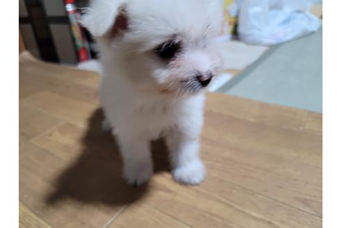 成約済の千葉県のミックス犬-119371の1枚目