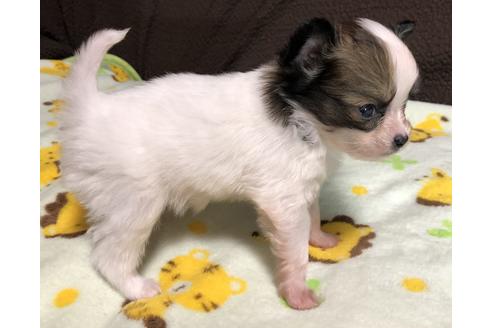 成約済の千葉県のパピヨン-122285の5枚目