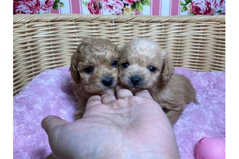 成約済の秋田県のミックス犬-123051の4枚目