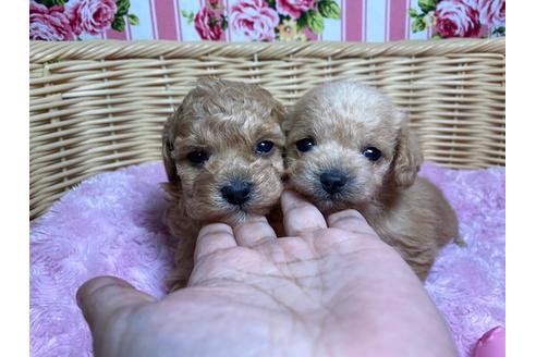 成約済の秋田県のミックス犬-123051の3枚目