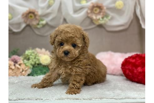 成約済の三重県のティーカッププードル-123076の1枚目