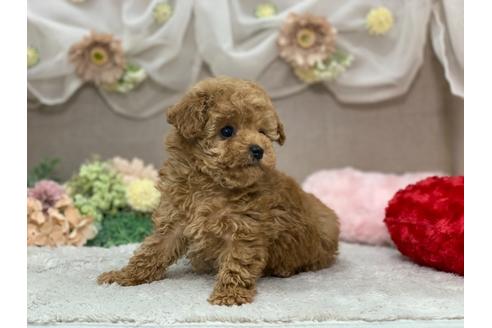 成約済の三重県のティーカッププードル-123076の2枚目