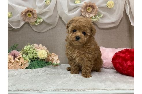 成約済の三重県のティーカッププードル-123076の4枚目