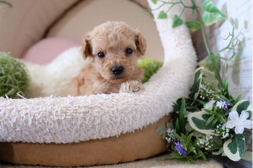 成約済の滋賀県のトイプードル-123070