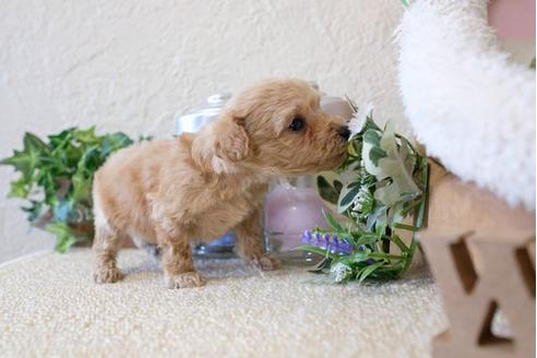 成約済の滋賀県のトイプードル-123070の3枚目