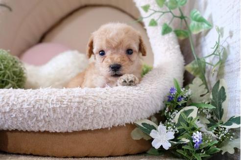 成約済の滋賀県のトイプードル-123071の1枚目