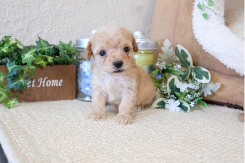 成約済の滋賀県のトイプードル-123071の3枚目