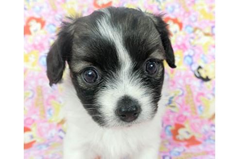 成約済の千葉県のパピヨン-121280の4枚目