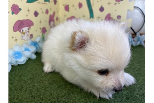 成約済の栃木県のポメラニアン-123089の5枚目