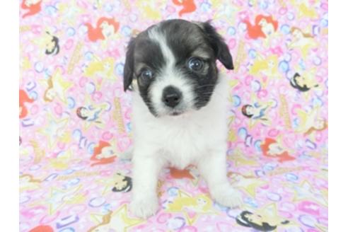 成約済の千葉県のパピヨン-121280の1枚目