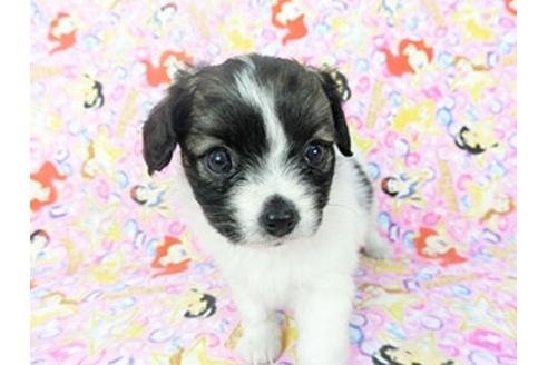 成約済の千葉県のパピヨン-121280の3枚目