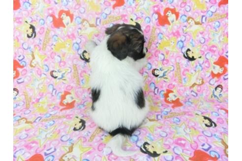 成約済の千葉県のパピヨン-121280の2枚目