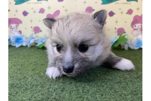 成約済の栃木県のポメラニアン-123090の1枚目