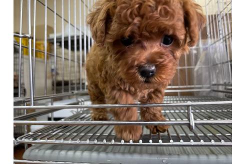 成約済の愛媛県のトイプードル-123091