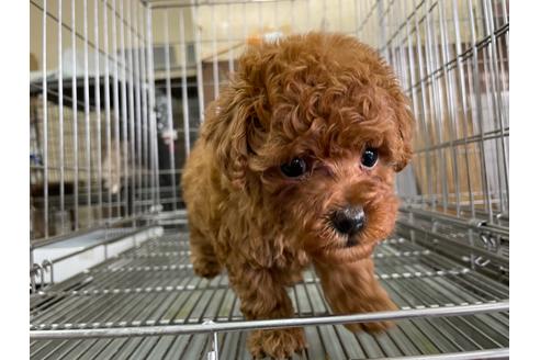 成約済の愛媛県のトイプードル-123091の2枚目