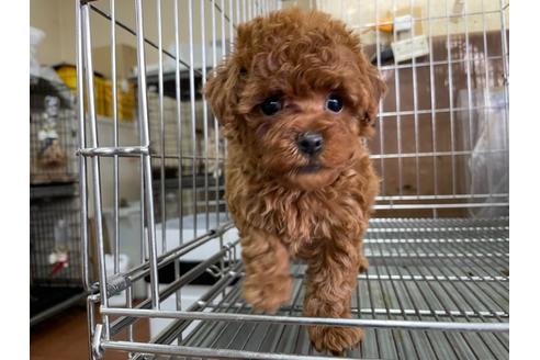 成約済の愛媛県のトイプードル-123091の3枚目