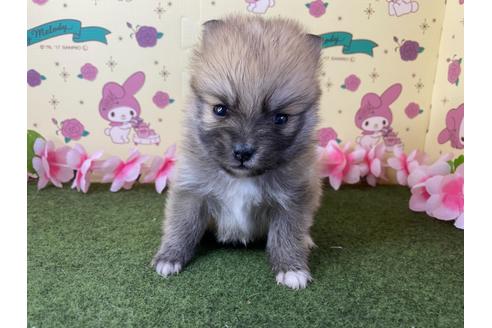 成約済の栃木県のポメラニアン-123093の1枚目