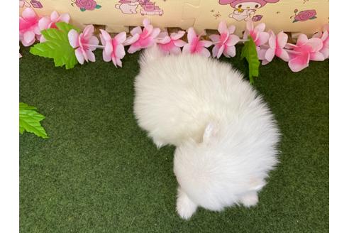 成約済の栃木県のポメラニアン-123098の2枚目