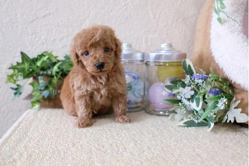 成約済の滋賀県のトイプードル-123072の1枚目