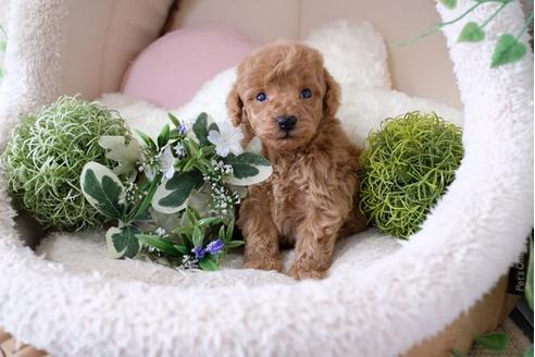成約済の滋賀県のトイプードル-123072の3枚目