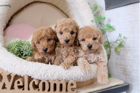 成約済の滋賀県のトイプードル-123072の2枚目