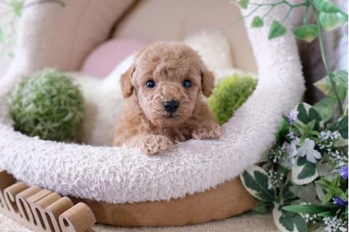 成約済の滋賀県のトイプードル-123073の1枚目