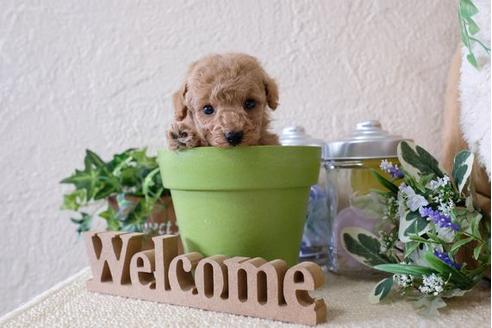 成約済の滋賀県のトイプードル-123073の3枚目