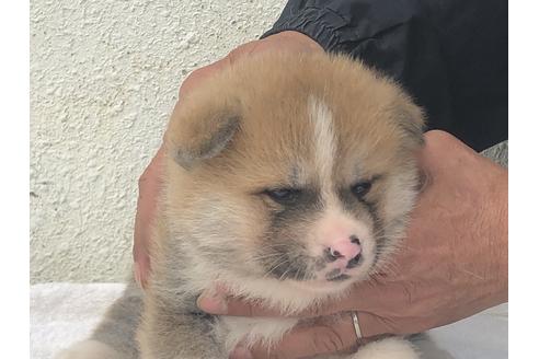 成約済の愛知県の秋田犬-123102の11枚目