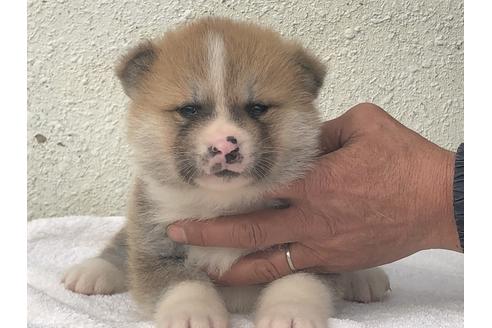 成約済の愛知県の秋田犬-123102の10枚目