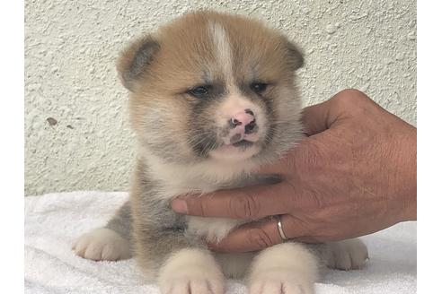 成約済の愛知県の秋田犬-123102の9枚目