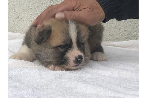 成約済の愛知県の秋田犬-123104の5枚目