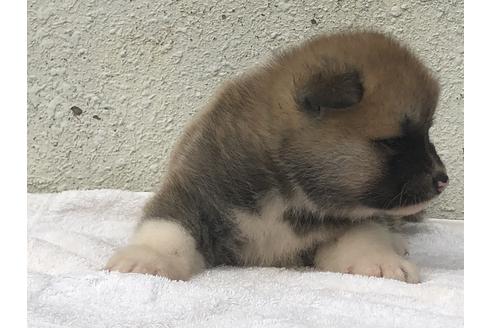 成約済の愛知県の秋田犬-123105の11枚目