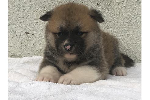 成約済の愛知県の秋田犬-123105の10枚目