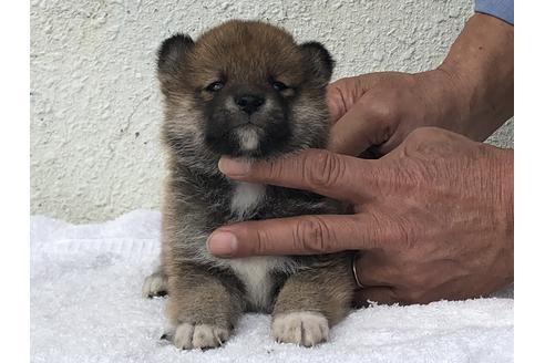 成約済の愛知県の柴犬-123106の1枚目