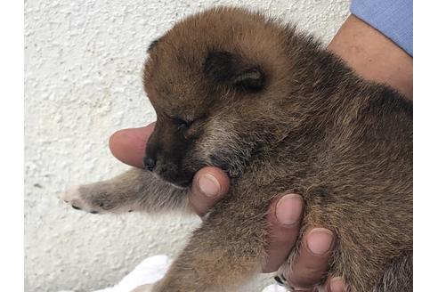 成約済の愛知県の柴犬-123106の5枚目